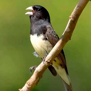 criadouro coleiro ribeirao preto sp